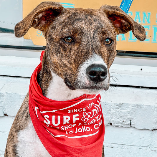 Surf Diva Pet Bandana